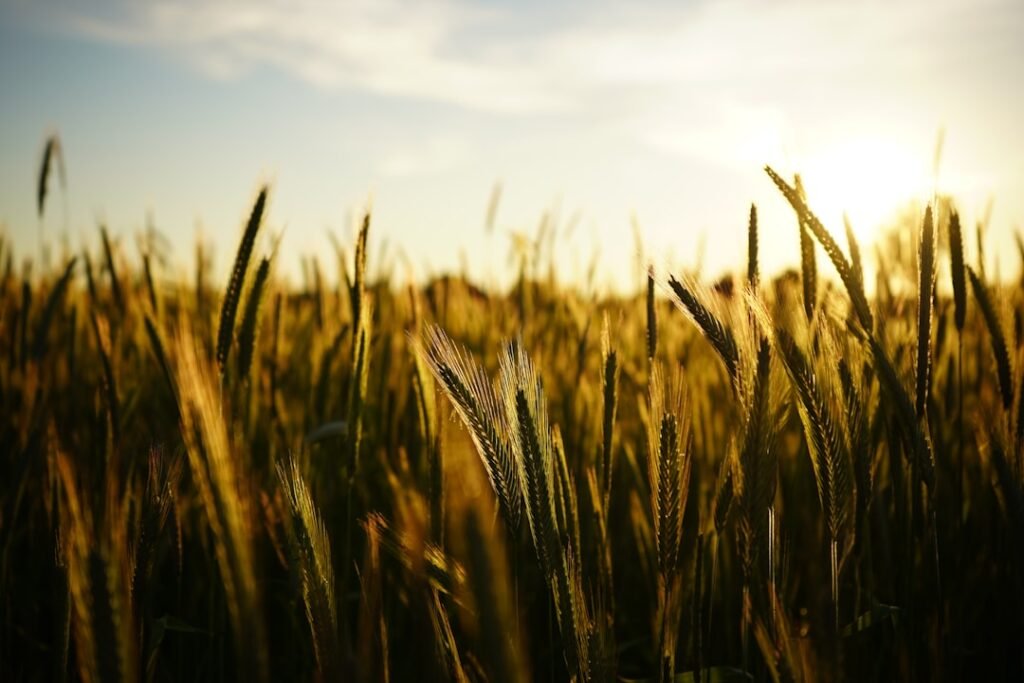 Campo de trigo como imagen de la semilla de la Palabra en las lecturas del 19 de septiembre de 2026