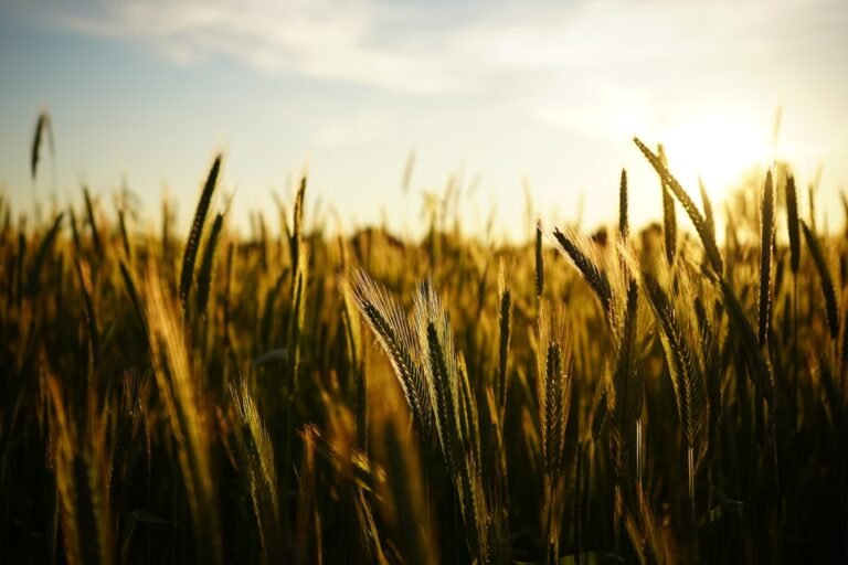 Campo de trigo como imagen de la semilla de la Palabra en las lecturas del 19 de septiembre de 2026