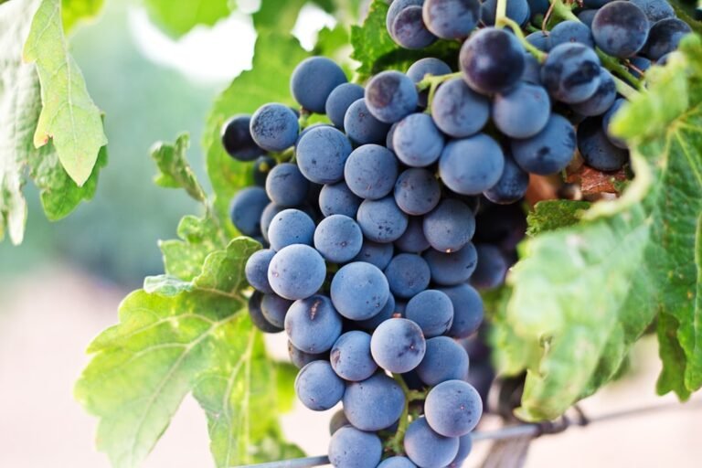 Racimos de uvas en una vid, símbolo de permanecer unidos a Cristo